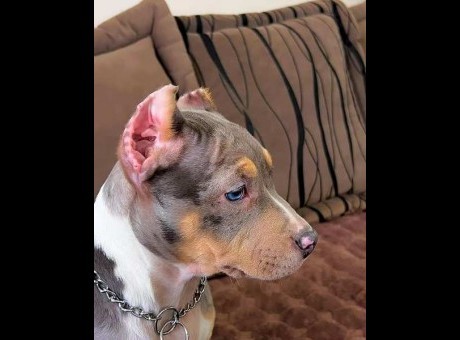 pitbul 01.jpg